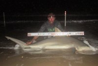 Shark Tribe - Tim Merchant