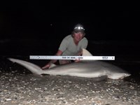 Sharkaholics - David Crain