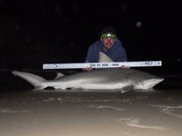 Sharkaholics - Jimmy Lynch