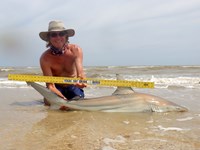 Sharkaholics - David Crain