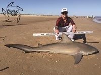 Shark Tribe - Lisa Limon