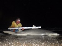 Sharkaholics - David Crain