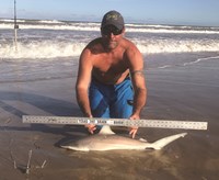 Shark Tribe - Tim Merchant