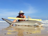 Sharkaholics - David Crain
