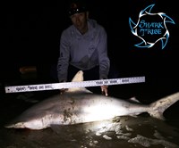 Shark Tribe - Jimmy Limon