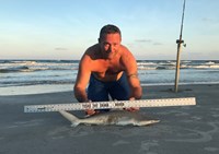 Shark Tribe - Tim Merchant