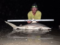 Sharkaholics - David Crain