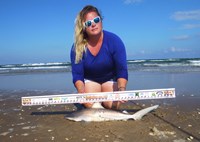 Shark Tribe - Jennifer Merchant