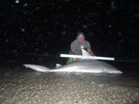 Sharkaholics - Ron Richmond