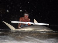 Sharkaholics - David Crain