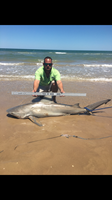 TEAM H&J SHARK HUNTERS - CRAIG  OTTOFARO