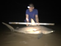 Shark At The Moon - Nick Fuller