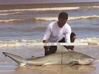 Shark Tribe - Jimmy Limon
