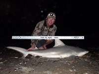 Sharkaholics - David Crain
