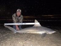 Sharkaholics - David Crain