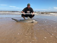 Shark At The Moon - Derik Dark