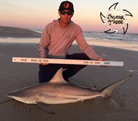 Shark Tribe - Jimmy Limon