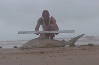 Shark Tribe - Jimmy Limon