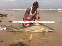 Shark Tribe - Jimmy Limon