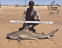 Shark Tribe - Jimmy Limon