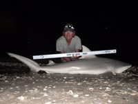 Sharkaholics - David Crain