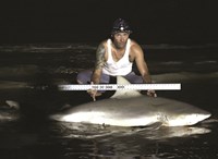 Shark Tribe - Jimmy Limon