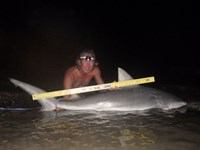 Sharkaholics - David Crain