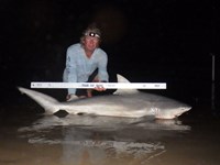 Sharkaholics - David Crain