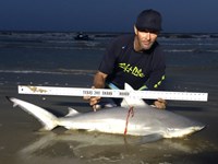 Shark Tribe - Jimmy Limon
