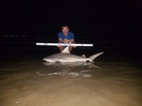 Shark At The Moon - Nick Fuller