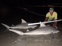 Sharkaholics - David Crain