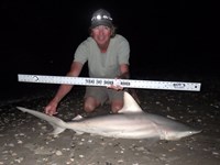 Sharkaholics - David Crain