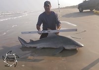 Shark Tribe - Tim Merchant