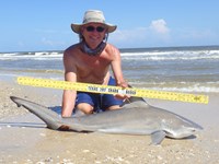 Sharkaholics - David Crain