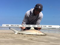 Shark Tribe - Jimmy Limon