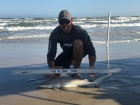 Shark Tribe - Tim Merchant