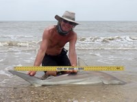 Sharkaholics - David Crain