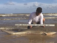 Shark Tribe - Jimmy Limon