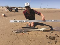 Shark Tribe - Lisa Limon