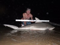 Sharkaholics - David Crain