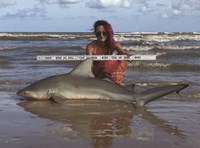 Shark Tribe - Lisa Limon