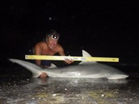 Sharkaholics - David Crain