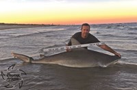 Shark Tribe - Tim Merchant