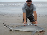 Sharkaholics - Ron Richmond