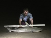 Sharkaholics - Jimmy Lynch