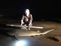 Shark At The Moon - Nick Fuller