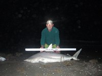 Sharkaholics - Ron Richmond