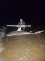Shark At The Moon - Nick Fuller