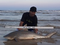 Shark Tribe - Jimmy Limon