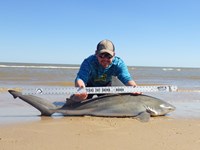 Sharkaholics - Jimmy Lynch